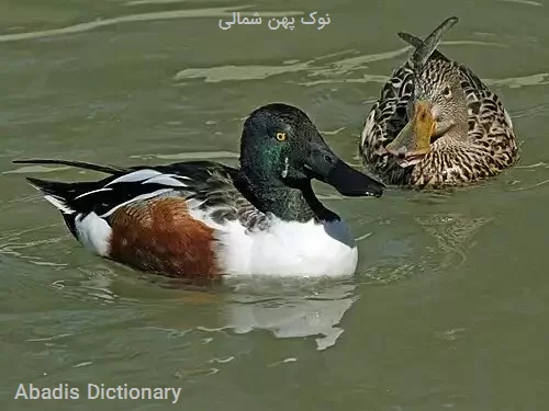 نوک پهن شمالی